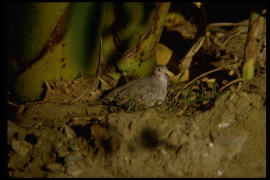 Columbina passerina (Linnaeus 1758) resmi