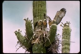 Image of Red-tailed Hawk