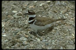 Image of Killdeer