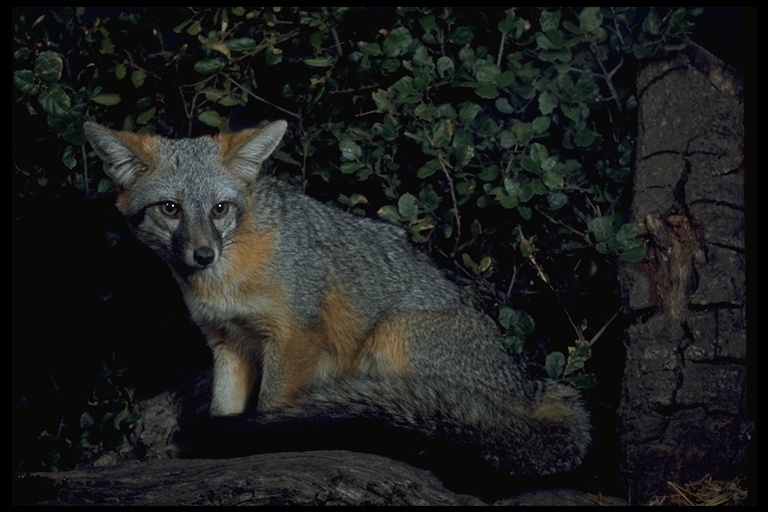 Image de Renard gris