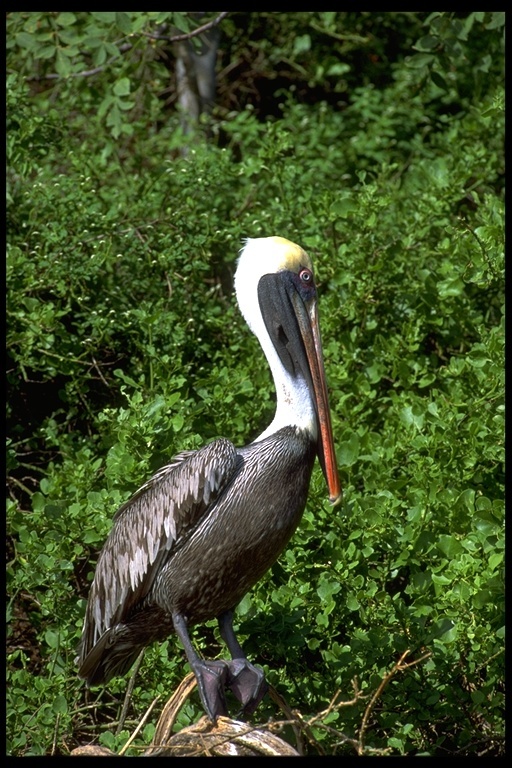 Image of Pelecanus occidentalis urinator Wetmore 1945