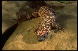 Image of Gila Monster