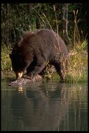 Image of American Black Bear