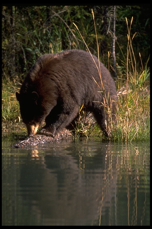 Image of American Black Bear