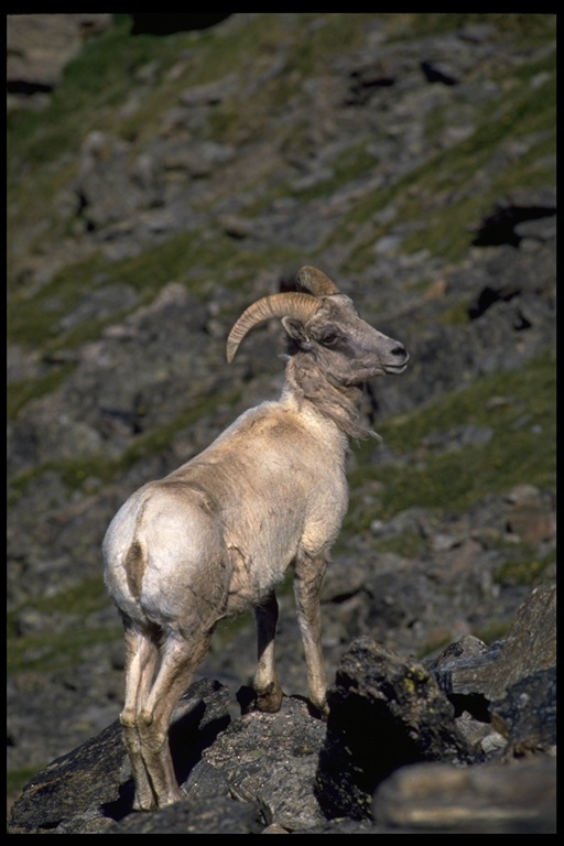 Plancia ëd Ovis canadensis Shaw 1804