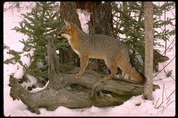 Image of gray fox