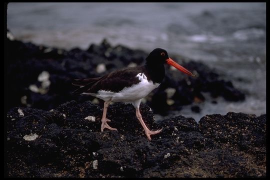 Image of Haematopus palliatus galapagensis Ridgway 1886