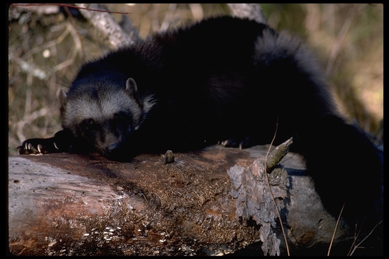 Download Wolverine Encyclopedia Of Life