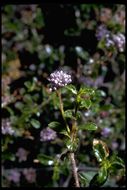 Image of wavyleaf ceanothus