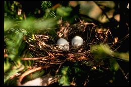 Image of American Mourning Dove