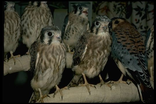 Image of American Kestrel