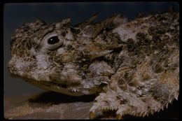 Image of horned lizard