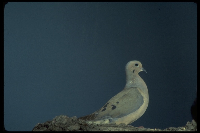 Image of American Mourning Dove