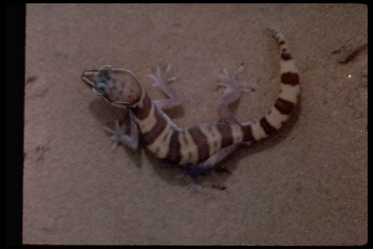 Image of Western Banded Gecko