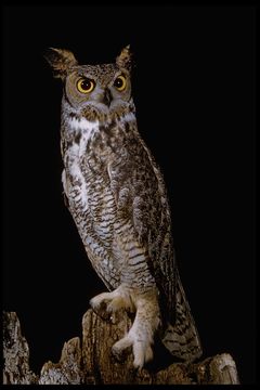 Image of Great Horned Owl