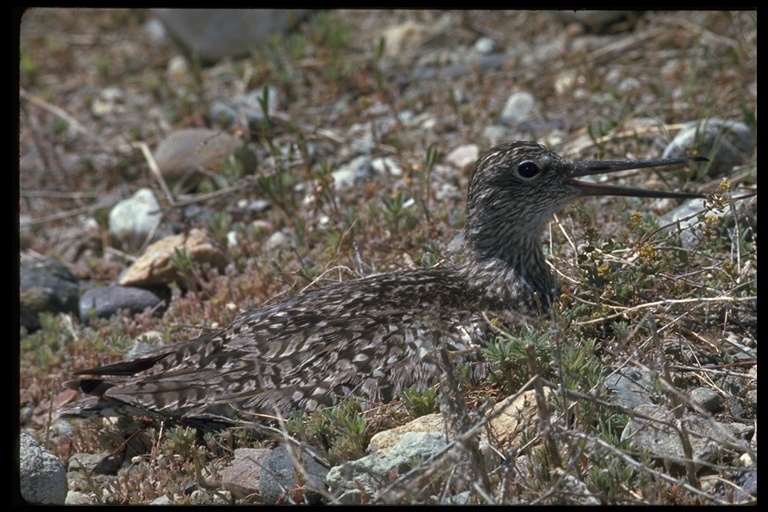 Image of Willet