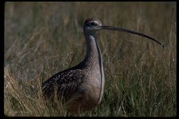 Image of Long-billed Curlew