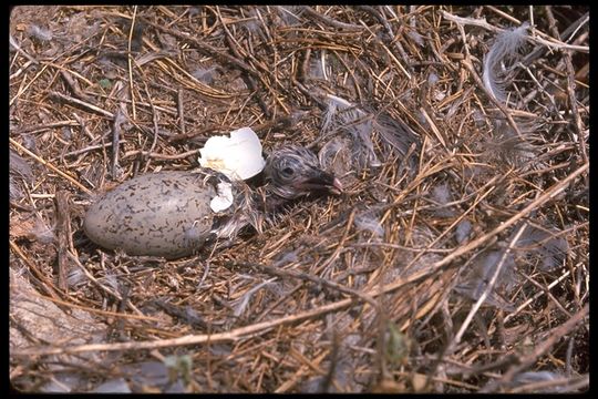 Larus californicus Lawrence 1854 resmi