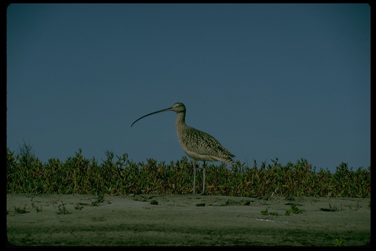 Image of Long-billed Curlew