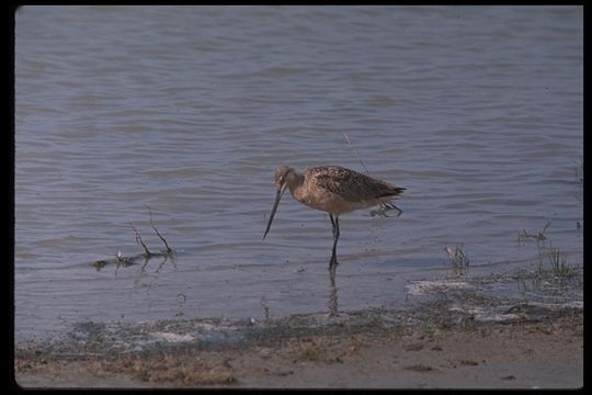 Image of Marbled Godwit