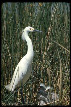 Image de Aigrette neigeuse