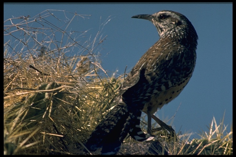 Image of Cactus Wren