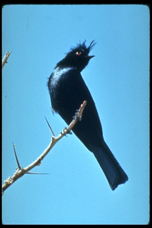 Image of Phainopepla