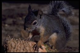 Image of Douglas's Squirrel