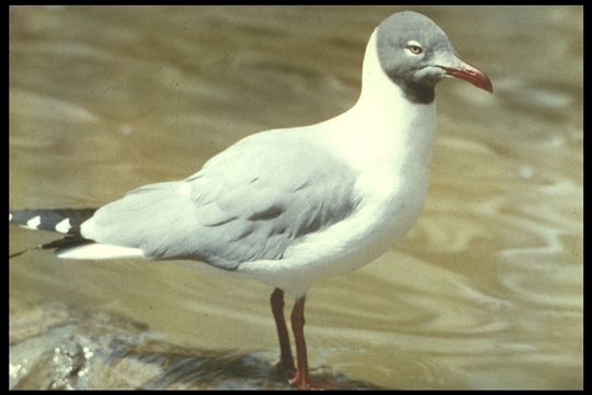 Image de Mouette de Franklin