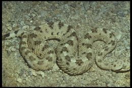 Image of Sidewinder Rattlesnake