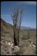 Image of ocotillo