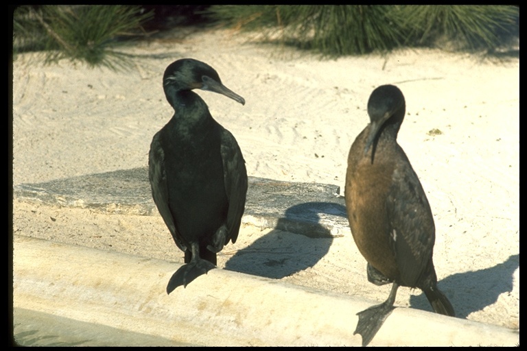 Imagem de Phalacrocorax penicillatus (Brandt & JF 1837)