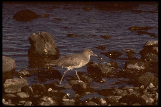 Image of Willet