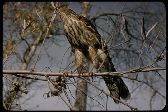 Image of Cooper's Hawk