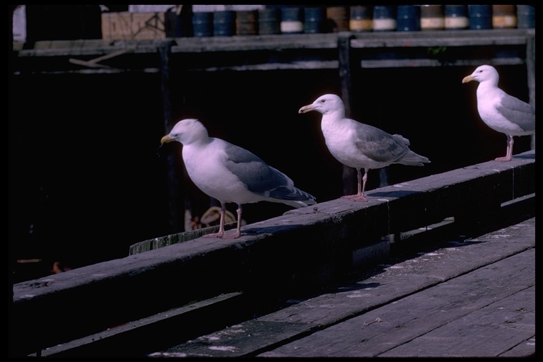 Imagem de Larus glaucescens Naumann & JF 1840