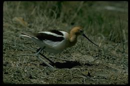 Image of American Avocet