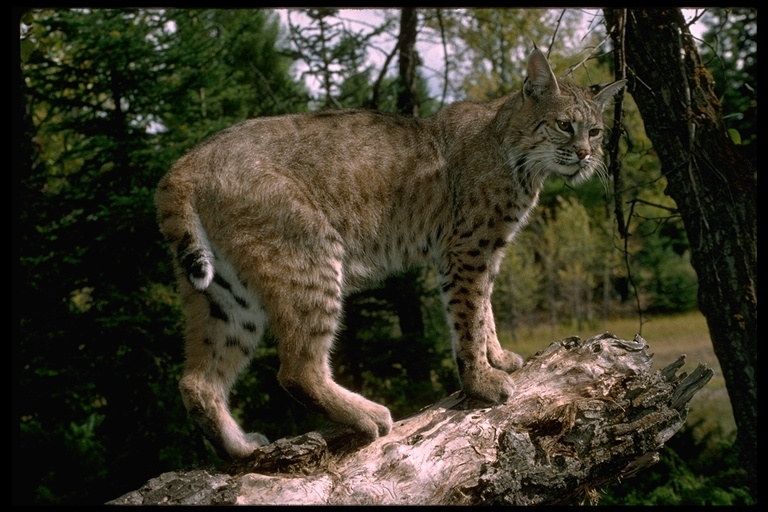 Image of Lynx rufus (Schreber 1777)