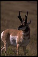 Image of pronghorn