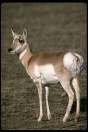 Image of pronghorn