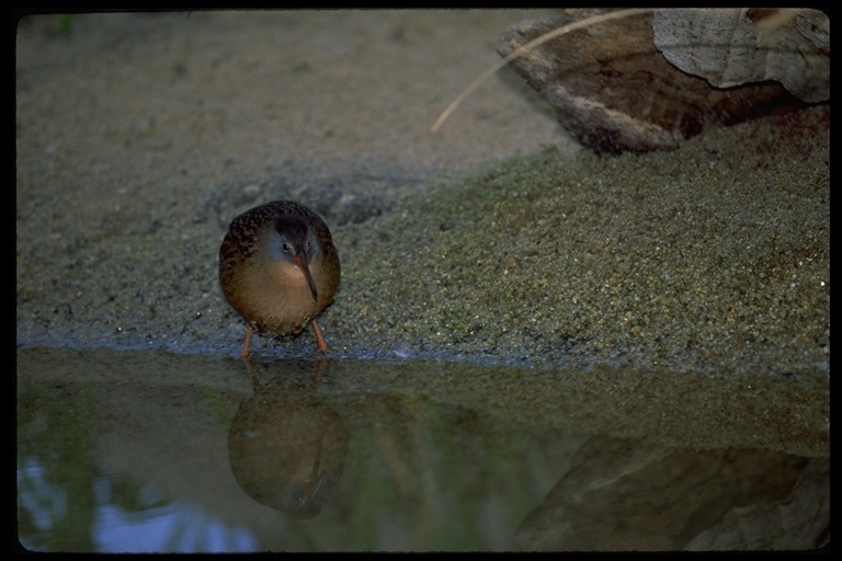 Image of Virginia Rail