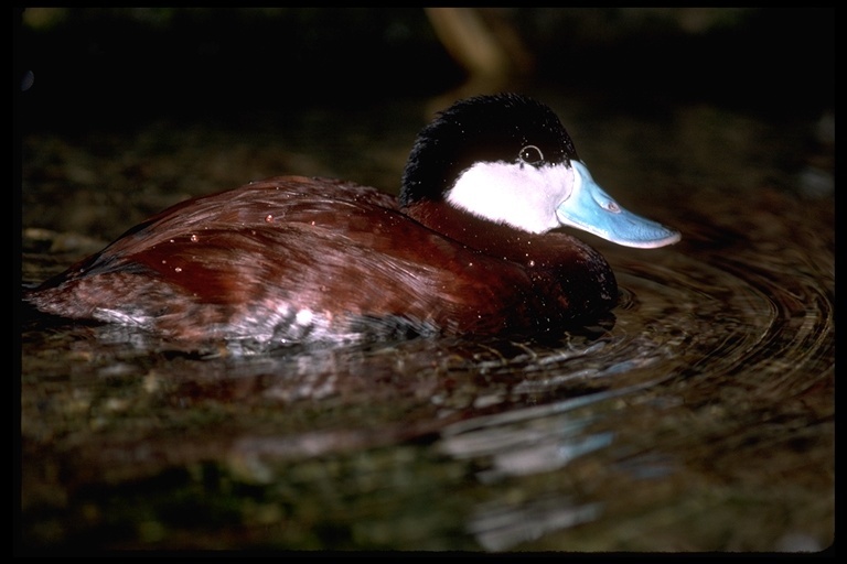 Image of Ruddy Duck