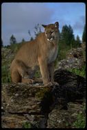 Image of Cougar