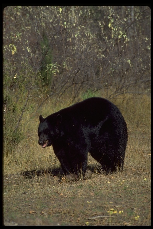 Image of American Black Bear