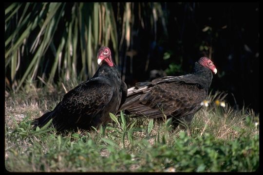 Imagem de Cathartes aura (Linnaeus 1758)