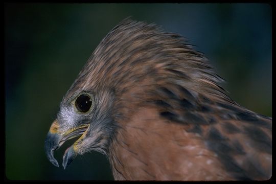 Image of Red-shouldered Hawk