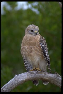 Image of Red-shouldered Hawk