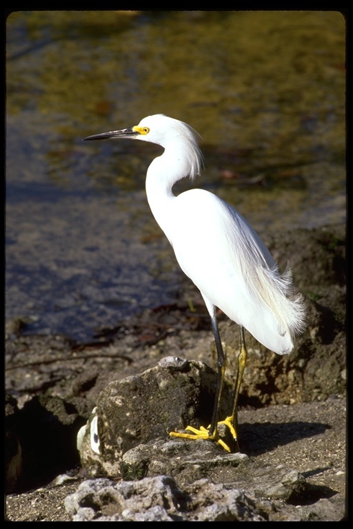 Image de Aigrette neigeuse