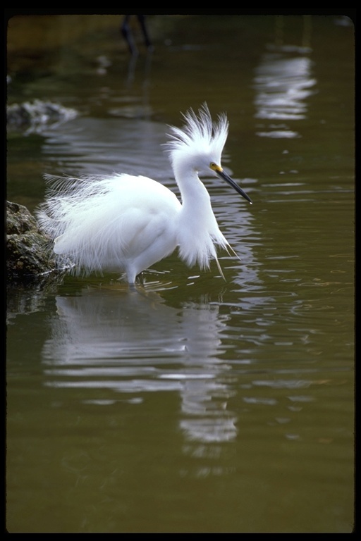 Image de Aigrette neigeuse