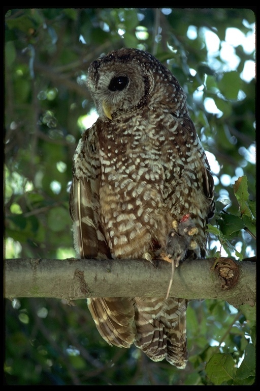 Image of Spotted Owl