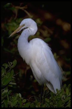 Image of Great Egret